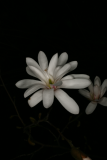 Magnolia stellata RCP4-10 120.jpg